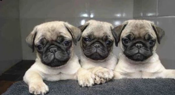 cuccioli di carlini gia svezzati