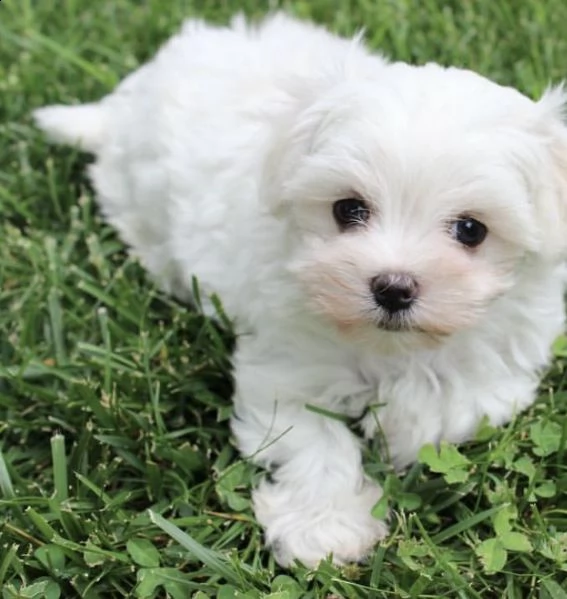 cuccioli di bolognesi importanti