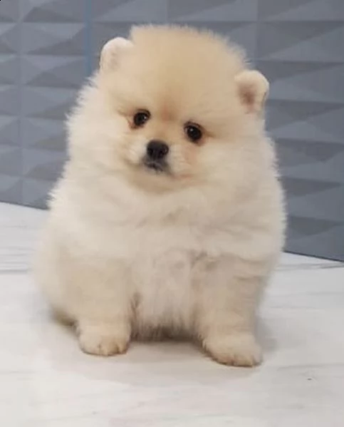 cuccioli di spitz di pomerania ghiaccio