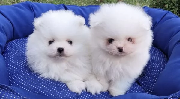 cuccioli di spitz da coccolare