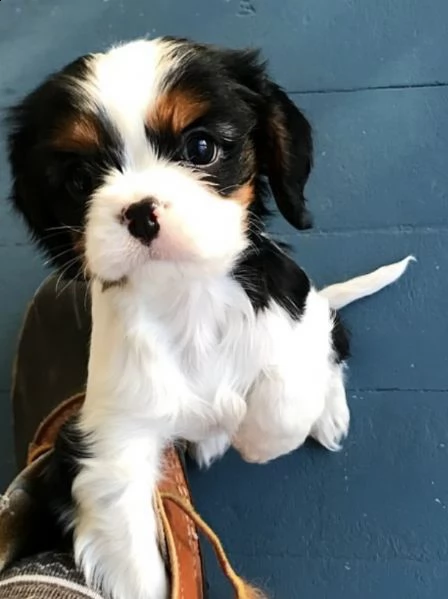 cuccioli di cavalier king passionali 