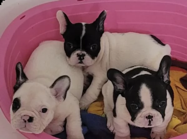 cuccioli di bull dog francesi sveglissimi 