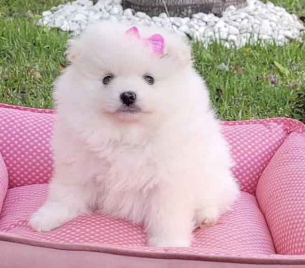 cuccioli di volpino di pomerania sveltini 