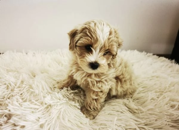 cuccioli di maltipoo teneri