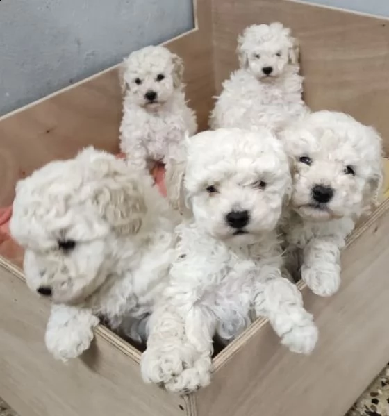 cuccioli di barboncini molto amorevoli 