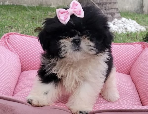 cuccioli di shitzu blek e bianco
