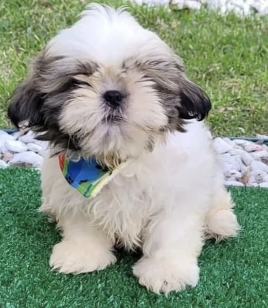 cuccioli di shitzu pelo lungo