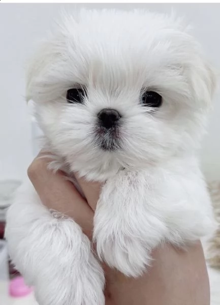 cuccioli di maltese tatal whait