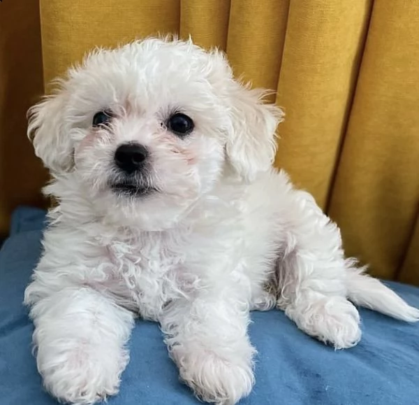 cuccioli di bishionfrise molto generosi