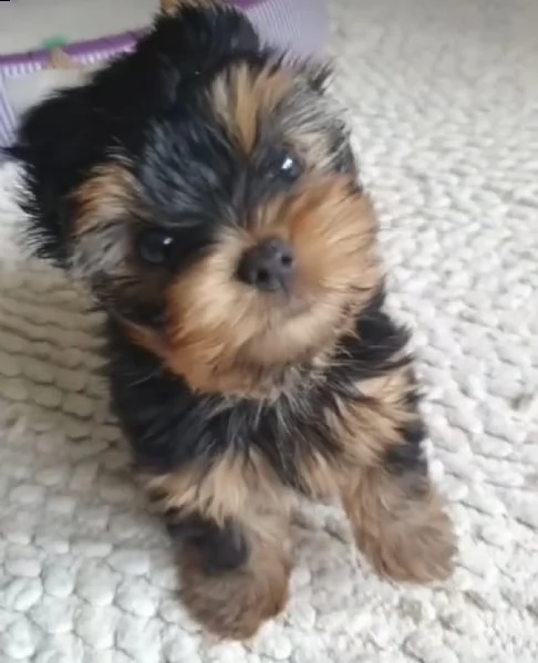 cuccioli di yorkshiree molto pelosi 