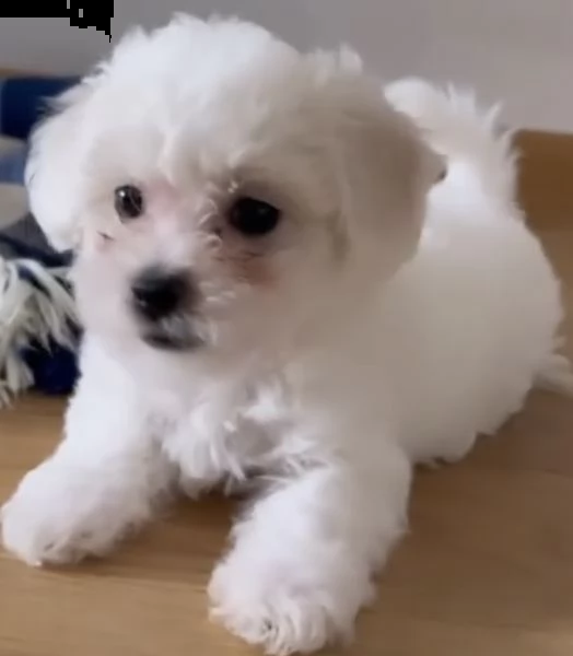 cuccioli di bolognese gentile e tranquilli