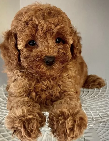 cuccioli di barboncini rubbino toy 