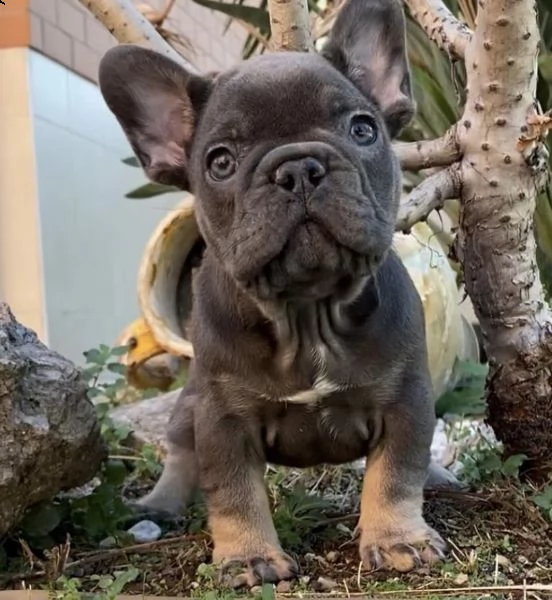 cuccioli di bull dog francese cenere scuro