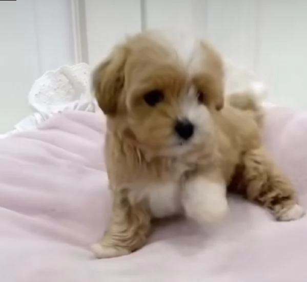 cuccioli di maltipoo dolcetto