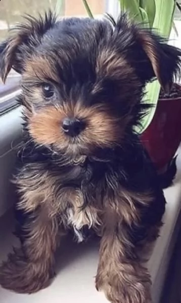 cuccioli di yorkshiree dolcissimi e tranquilli 