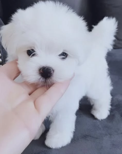 cuccioli di maltese molto intriganti