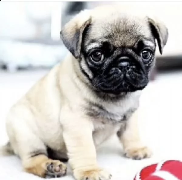cuccioli di carlino innamorato