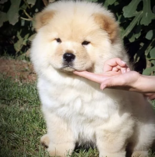 cuccioli di chow chow molto inteligenti