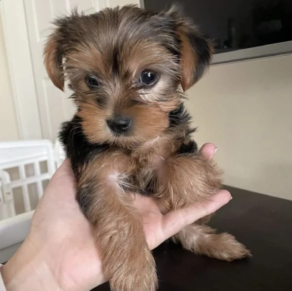 cuccioli di yorkshire rubini e blek