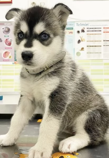 cuccioli di husky siberiano molto inteligentissimi