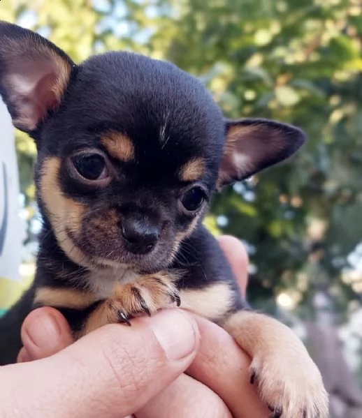 cuccioli di chiwawa 