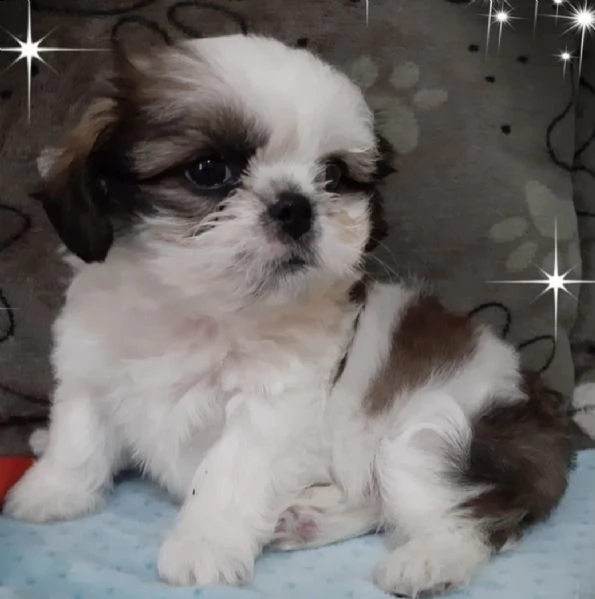 cuccioli di shitzu super mini toy 
