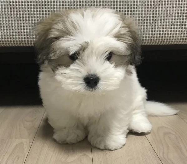 cuccioli di shitzu e maltese generoso