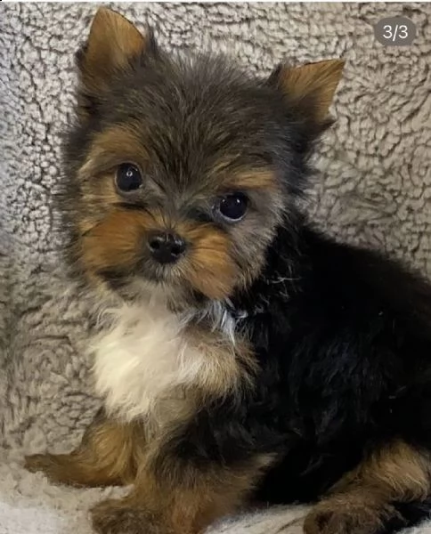 cuccioli di york shiree molto biondo