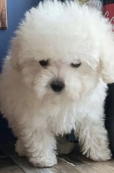 cuccioli di barboncini molto calmissimi 