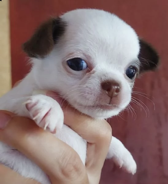 cuccioli di pincer chiwawa dolci e morbidi