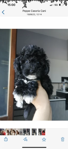 cuccioli di maltipoo blek e mini toy 