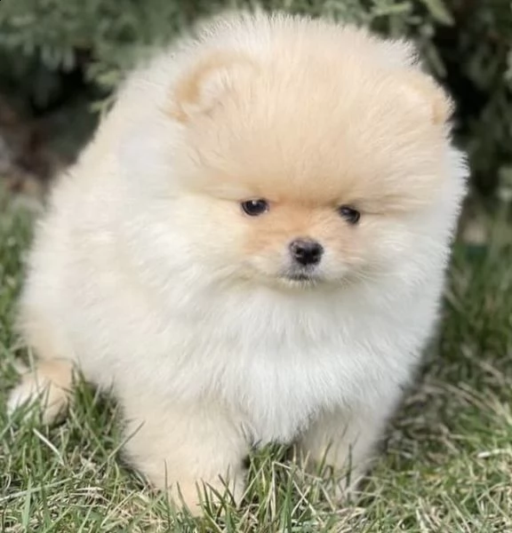 cuccioli di volpino di pomerania favolosissimi 