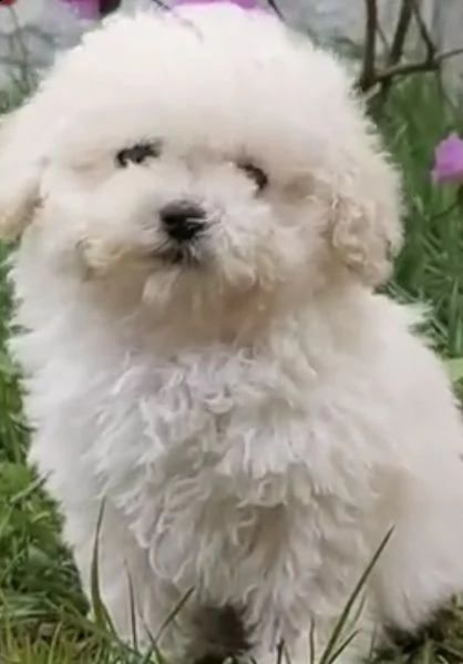 cuccioli di bishion frise genuini