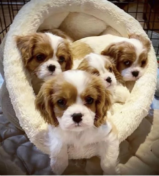 cuccioli di cavalierking dolcetto