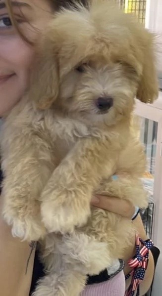 cuccioli di maltipoo generosi e molto vivacissimi 