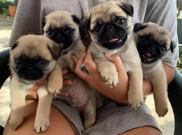 cuccioli di carlino strepitosi