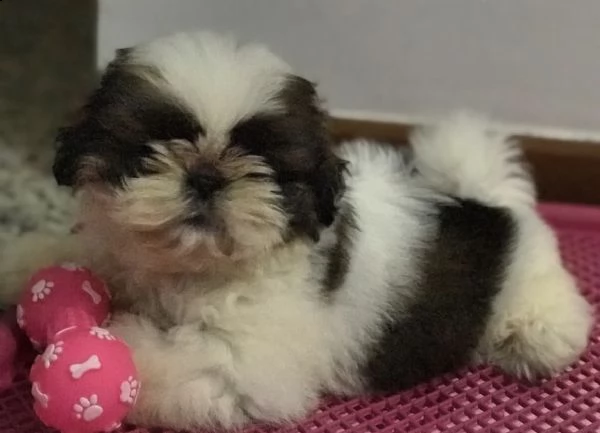 cuccioli di shitzu passionali