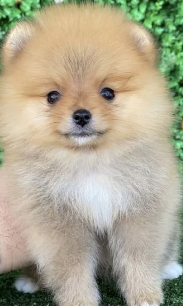 cuccioli di spitz di pomerania fenomenali