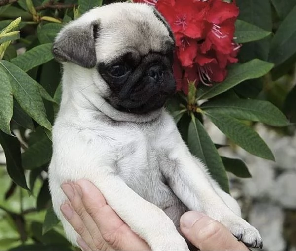 cuccioli di carlino generoso e intrigante