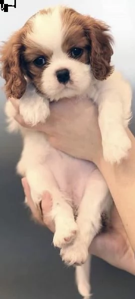 cuccioli di cavalier king spaniel teneri