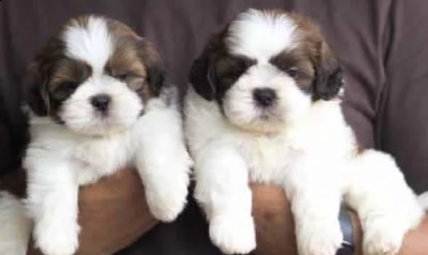 cuccioli di shitzu nano ipertipico