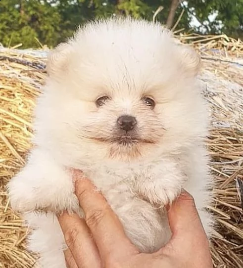 cuccioli di volpino di pomerania rubino chiaro