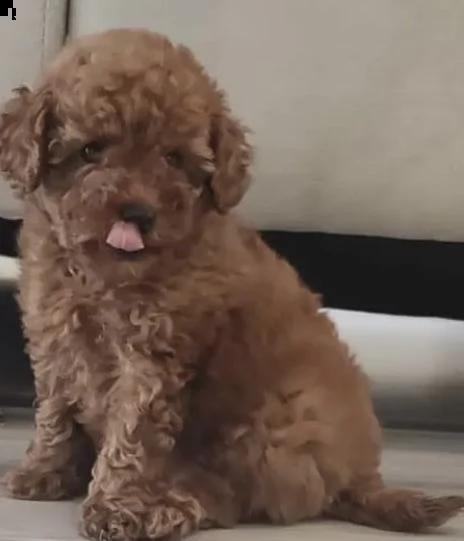 cuccioli di barboncini super dolce