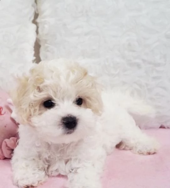 cuccioli di maltipoo bicolor