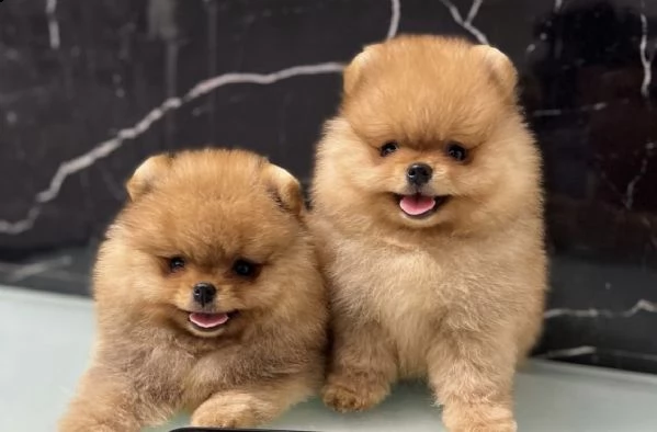 cuccioli di spitz di pomerania generoso