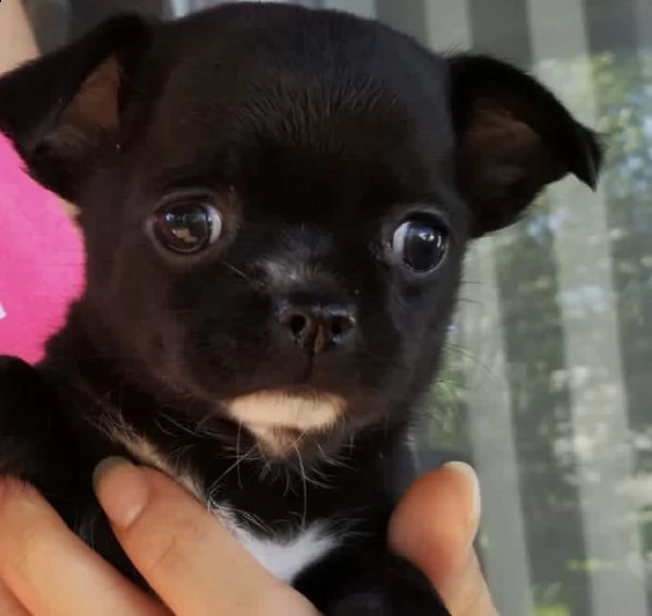 cuccioli di chiwawa pincer generosi 