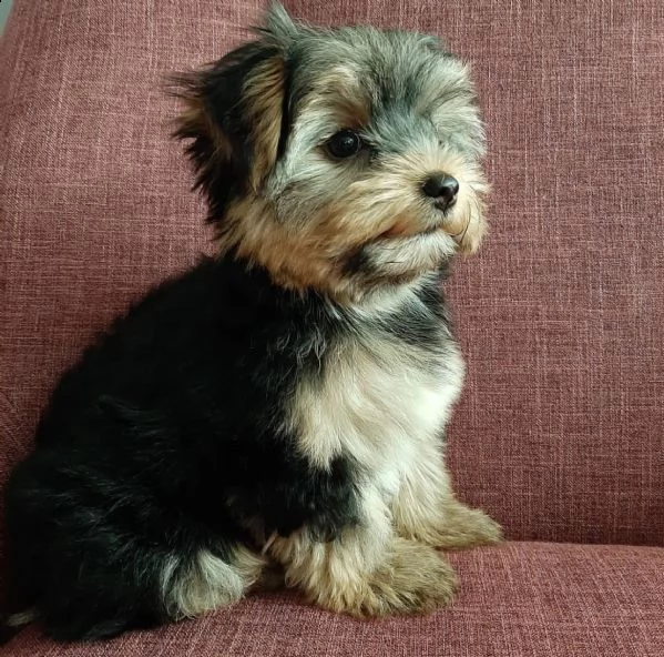 cuccioli di york shiree teneri e molto intriganti