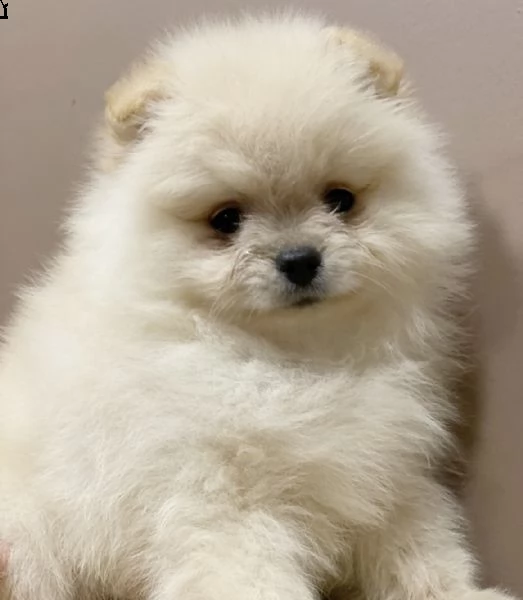 cuccioli di spitz di pomerania gentili e molto calmi