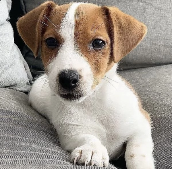 cuccioli di jak russel bicolo 