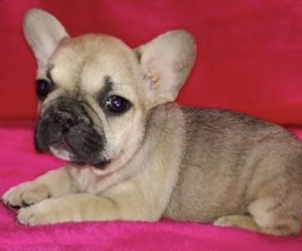 cuccioli di bull dog francese assicurati
